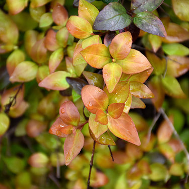 Canyon Creek Abelia