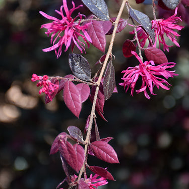 Purple Diamond® Loropetalum