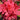 Encore® Autumn Bonfire Azalea