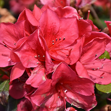 Encore® Autumn Bonfire Azalea