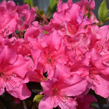 Encore® Autumn Sangria Azalea