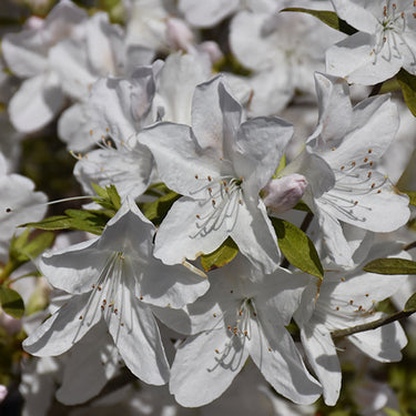 Mrs G.G. Gerbing Azalea