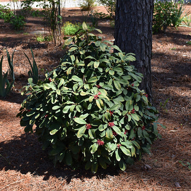 Miss Scarlett® Illicium