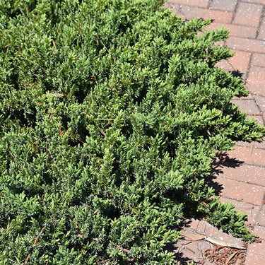 Blue Pacific Shore Juniper