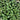 Mint - 4 inch