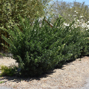 Pringle's Dwarf Shrubby Podocarpus