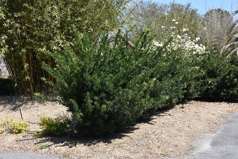 Pringle's Dwarf Shrubby Podocarpus