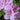 Encore® Autumn Twist Azalea