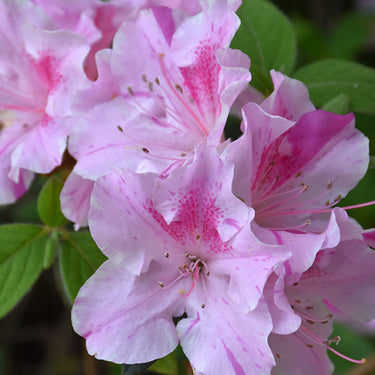 Encore® Autumn Twist Azalea