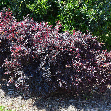 Purple Daydream® Loropetalum