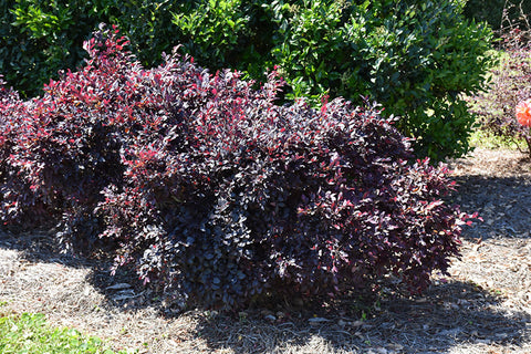 Purple Daydream® Loropetalum