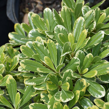Mojo® Dwarf Mock Orange