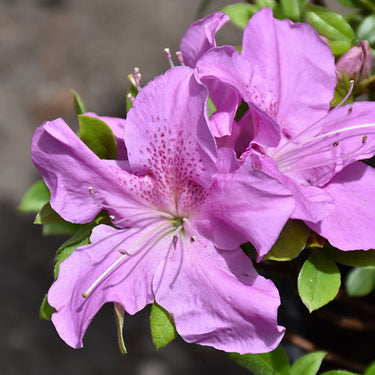 Encore® Autumn Lilac Azalea
