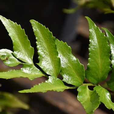 Japanese Holly Fern