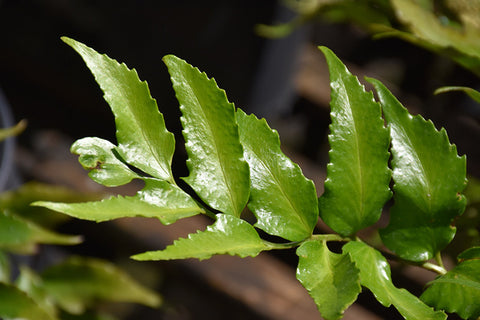 Japanese Holly Fern