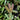 Cinnamon Girl® Evergreen Distylium