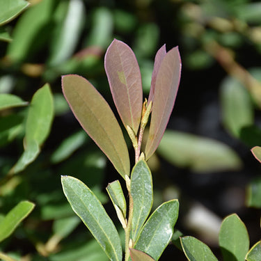 Cinnamon Girl® Evergreen Distylium