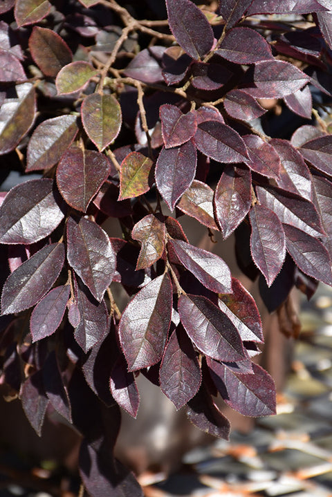 Purple Daydream® Loropetalum