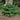 Prostrate Japanese Plum Yew