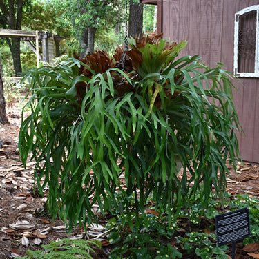 Staghorn Fern