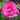 Parade Day™ Rose