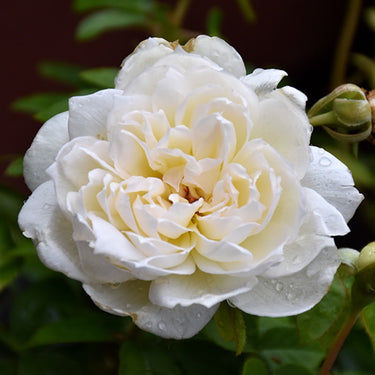 Bolero™ Rose