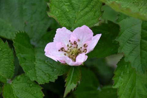 Arapaho Blackberry