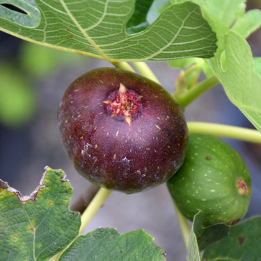 Celeste Fig