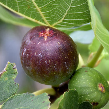 Brown Turkey Fig