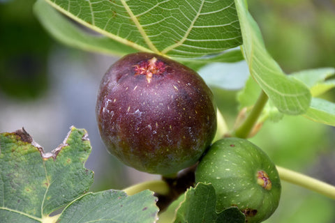 Brown Turkey Fig