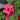 ReBLOOM Red Magnificence Azalea