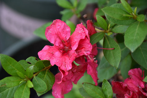 ReBLOOM Red Magnificence Azalea