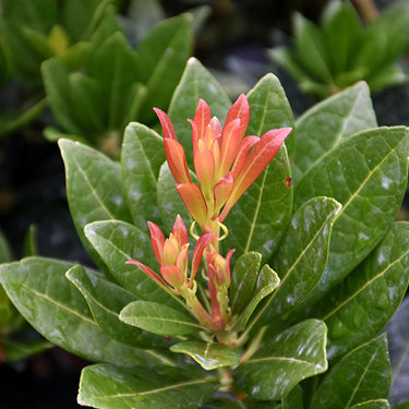 Southern Lady® Japanese Pieris
