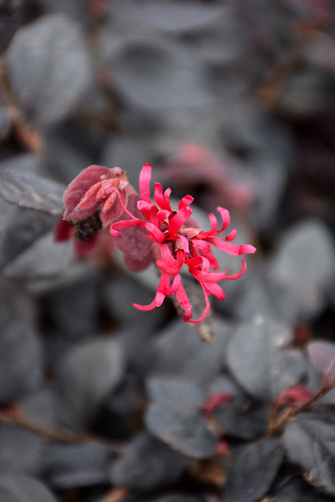 Cherry Blast Loropetalum