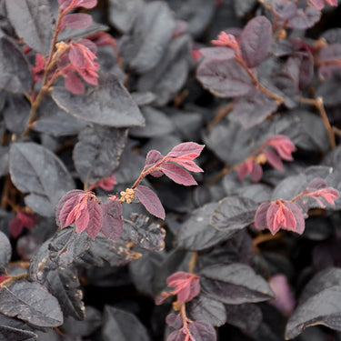 Cherry Blast Loropetalum
