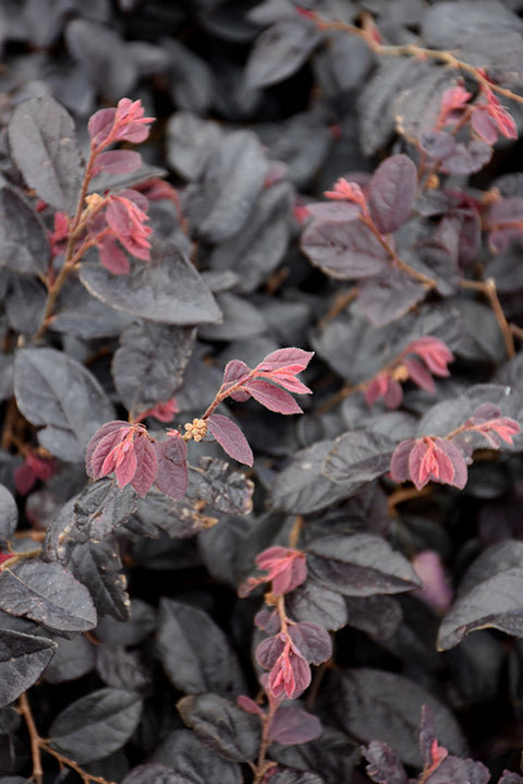 Cherry Blast Loropetalum