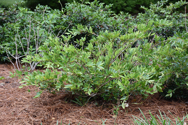 Cinnamon Girl Distylium
