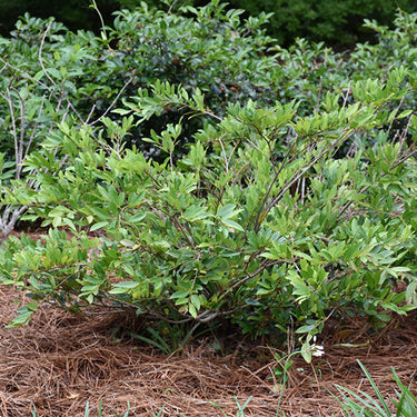 Cinnamon Girl® Evergreen Distylium