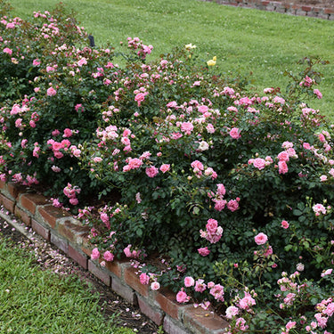 Sweet Drift® Rose