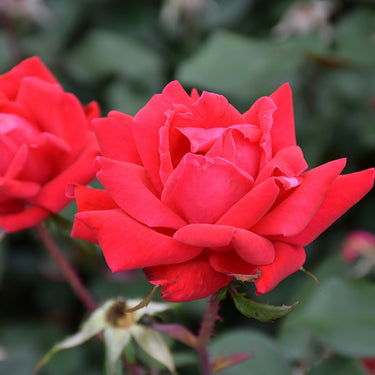 Double Knock Out® Rose