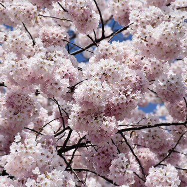 Yoshino Cherry