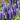 Royal Candles Speedwell
