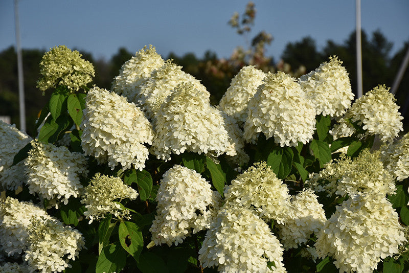 Pike Nursery Limelight Hydrangea