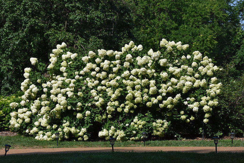Pike Nursery Limelight Hydrangea - Thumbnail 2