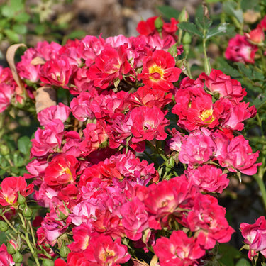 Pink Drift® Rose
