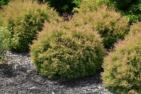 Fire Chief™ Arborvitae