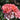 Coral Knock Out® Rose