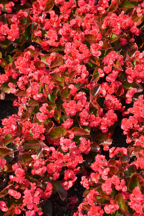 Doublet Red Begonia