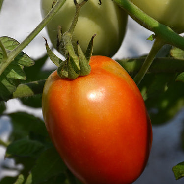 Roma Tomato