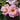 Peachy Knock Out® Rose